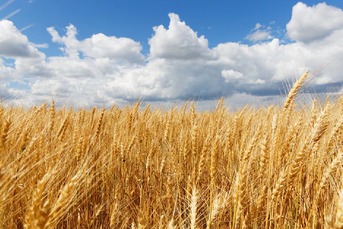 Wheat