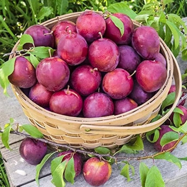 Aloo Bukhara Chutney Recipe:खट्टी-मीठी आलू बुखारा की चटनी से हर डिश बनेगी कमाल