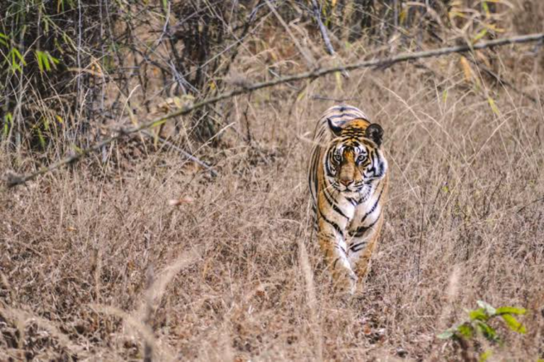 पीलीभीत में बाघ की दहशत, चार दिन में दो किसानों की मौत