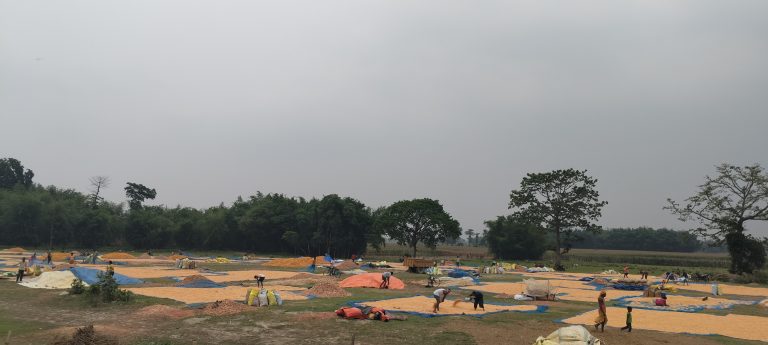 तेज हवा व हल्की बारिश ने खेतों में फसल को नुकसान