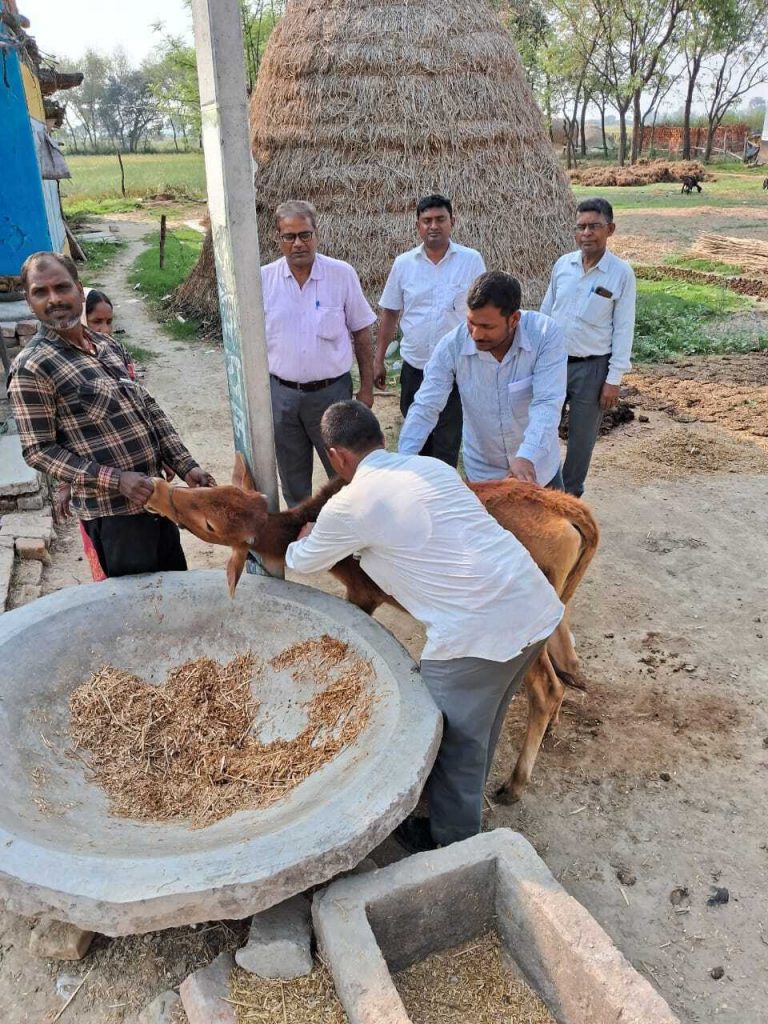 Aurangabad News: जिले में 655950 पशुओं को लगेगा खुरहा का टीका