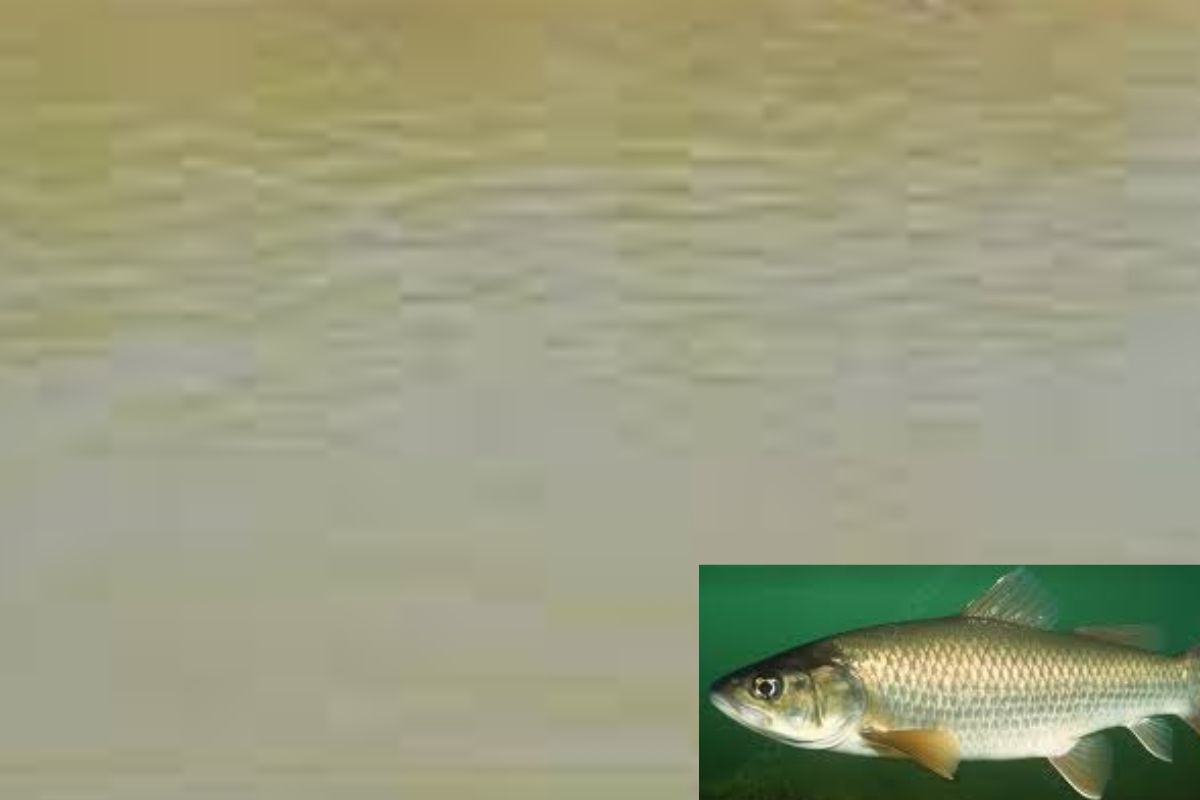 fish in pond
