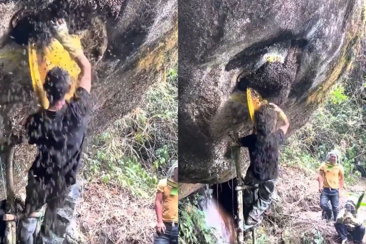 man collected honey from beehive