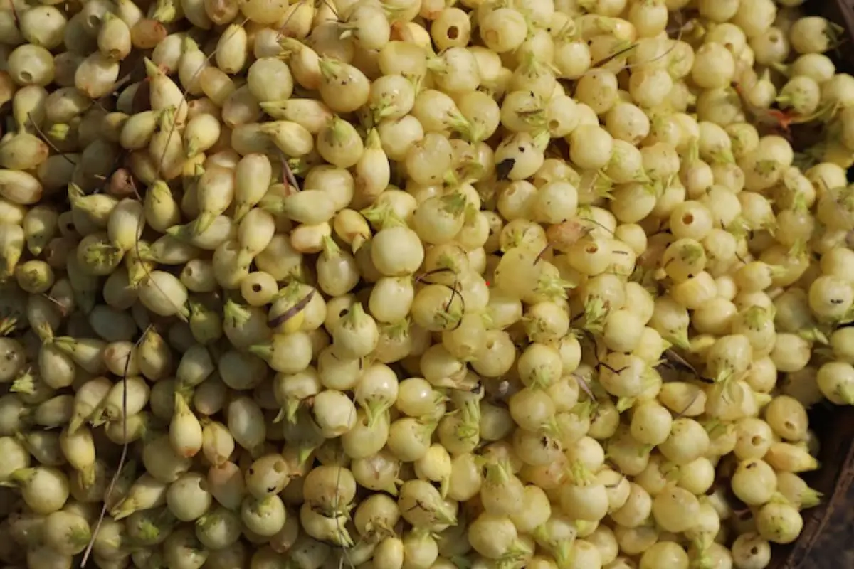 Mahua Benefits: शराब बनाने में इस्तेमाल होने वाला यह फल है यौन शक्ति बढ़ाने में रामबाण, जानें इसके अन्य फायदे