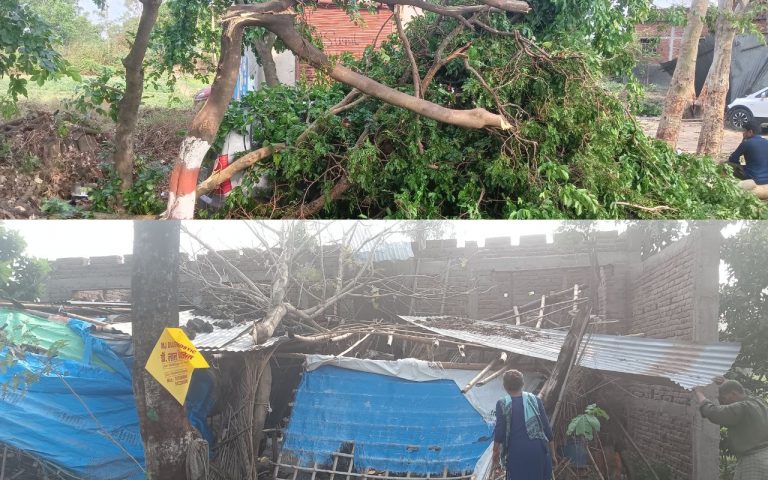 Weather News: बेतिया में आंधी-बारिश ने मचायी तबाही, कहीं उड़े टीन के छप्पर तो कहीं गिरे दर्जनों पेड़ के साथ बिजली पोल