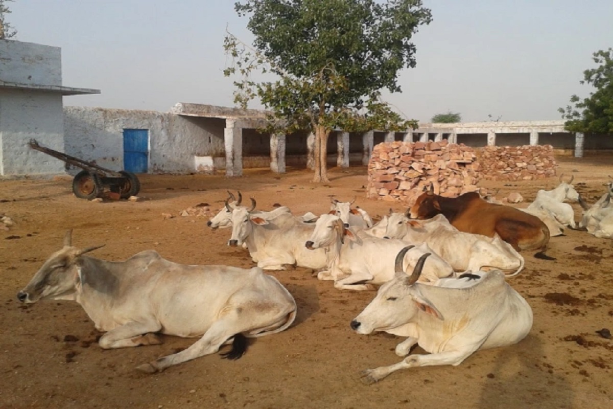 3 cattles become prey of wild animal