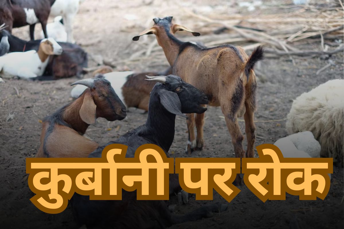 Animal Sacrifice Ban on Eid al Adha Bakrid IN Morocco