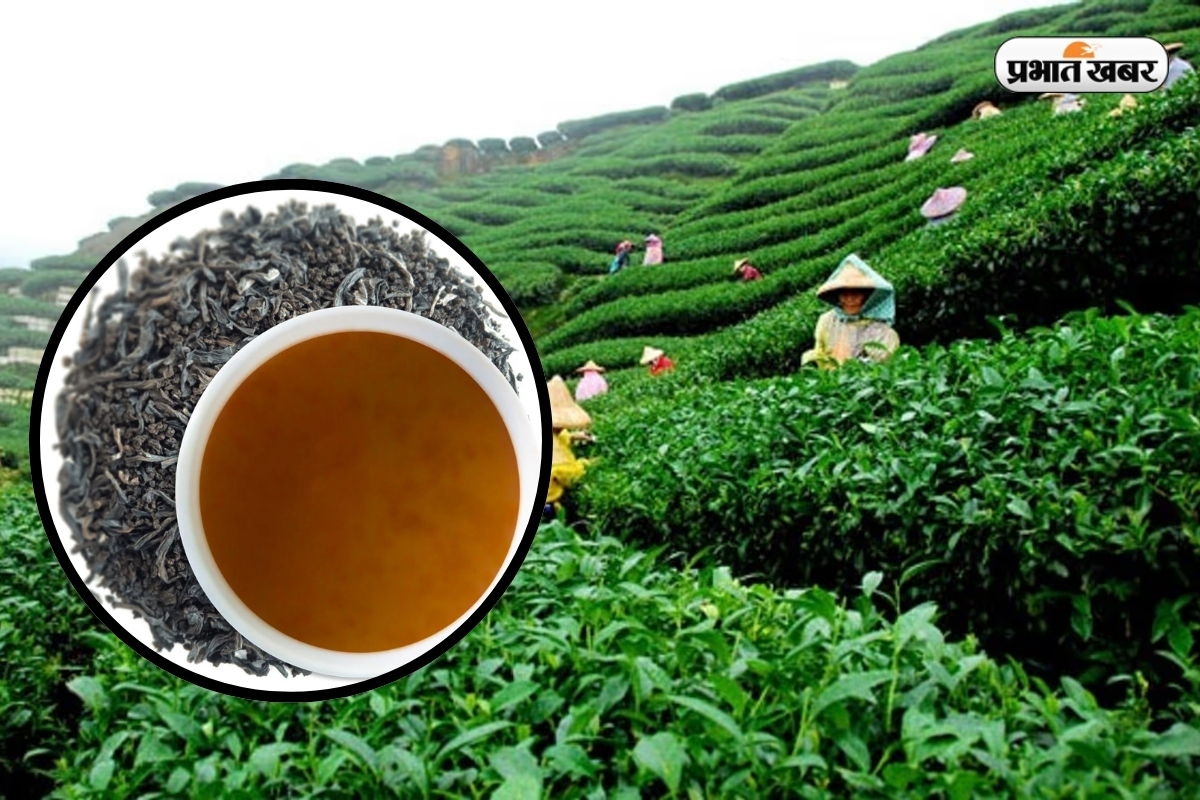 Assam Orthodox Tea Export