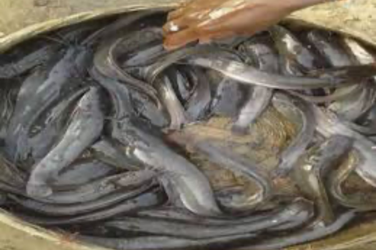 Bihar
