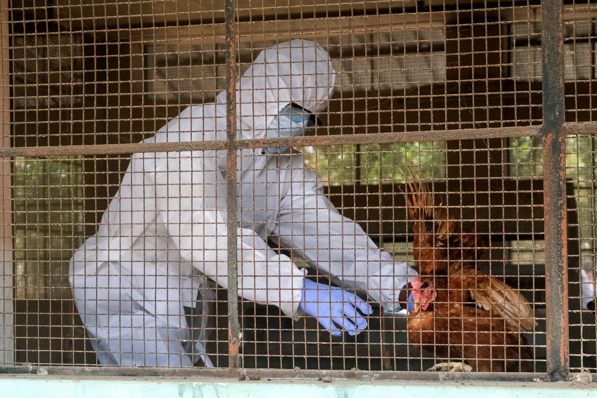 Bird Flu