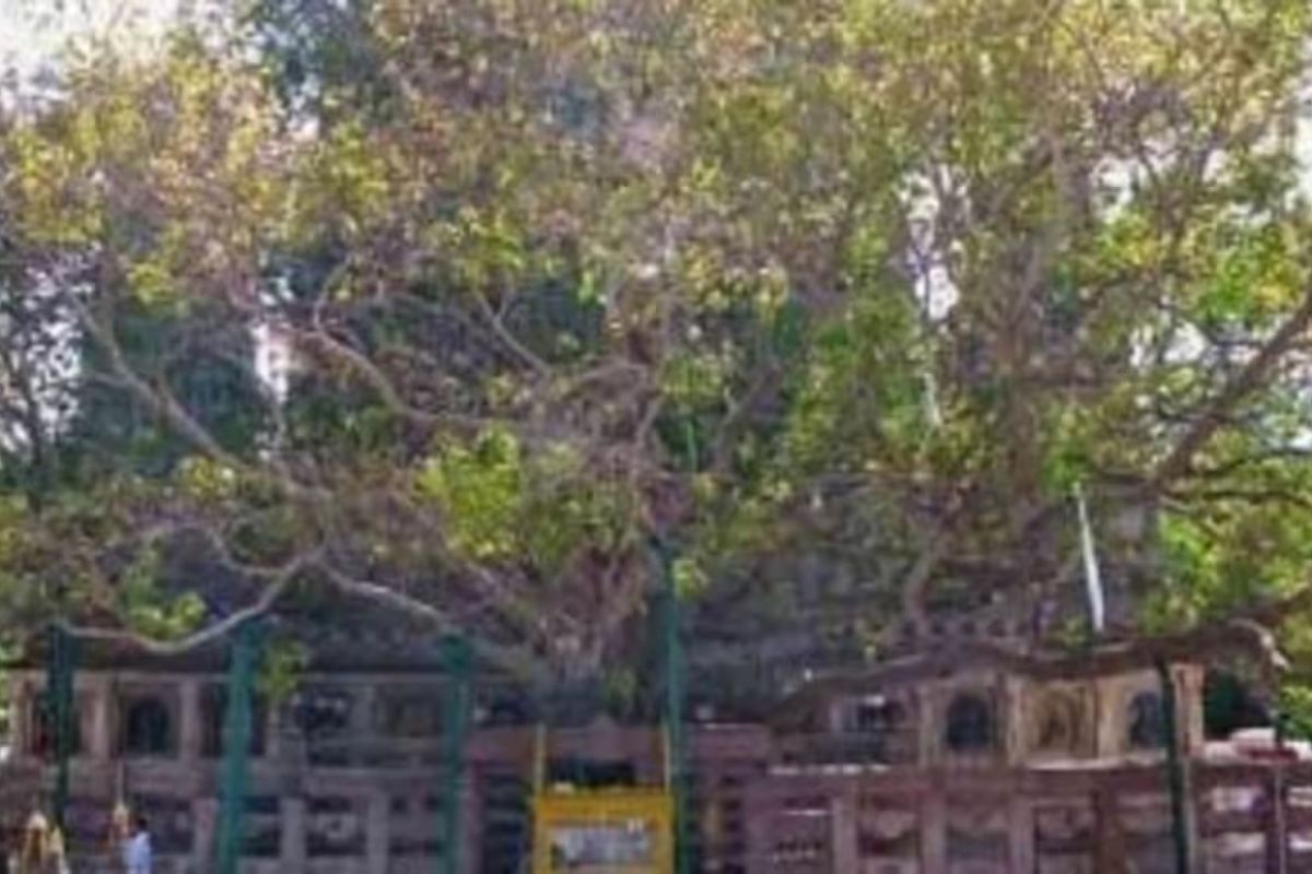 Bodhi Tree