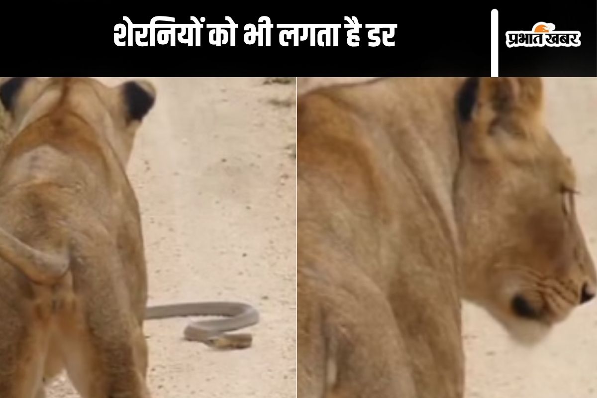 Cobra vs lion