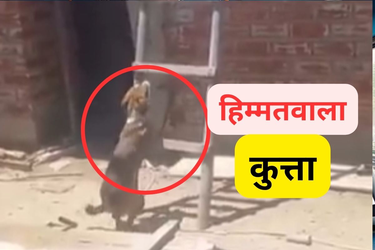Dog Viral Video