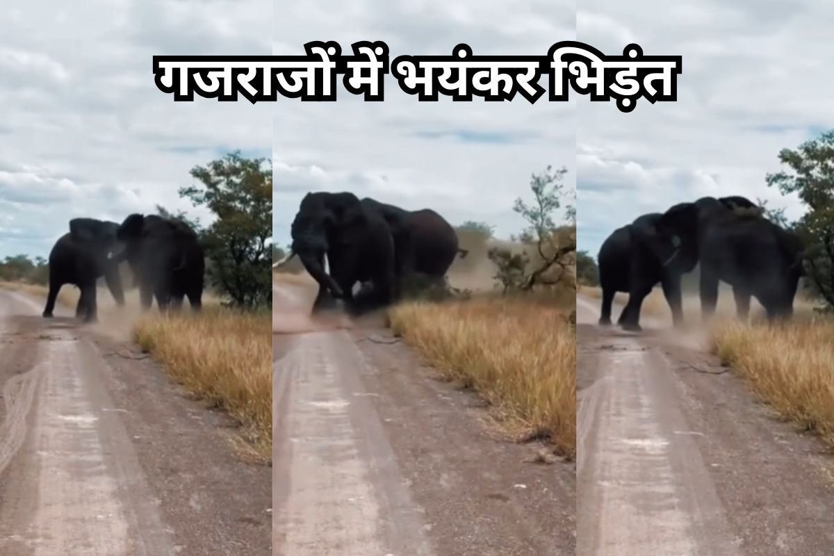 Elephant Battle