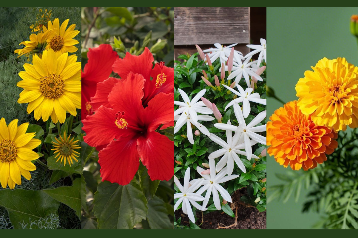 Best flowering plants for monsoon