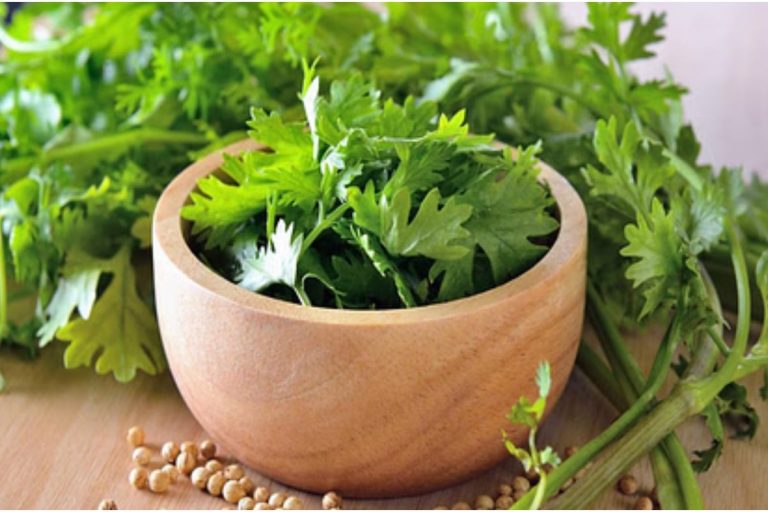 Fresh Coriander Recipes: इन 5  डिशेज में हरा धनिया डालते ही स्वाद हो जाएगा डबल