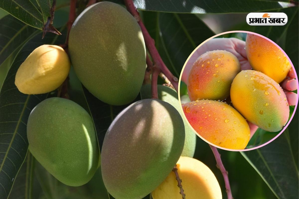 Mango