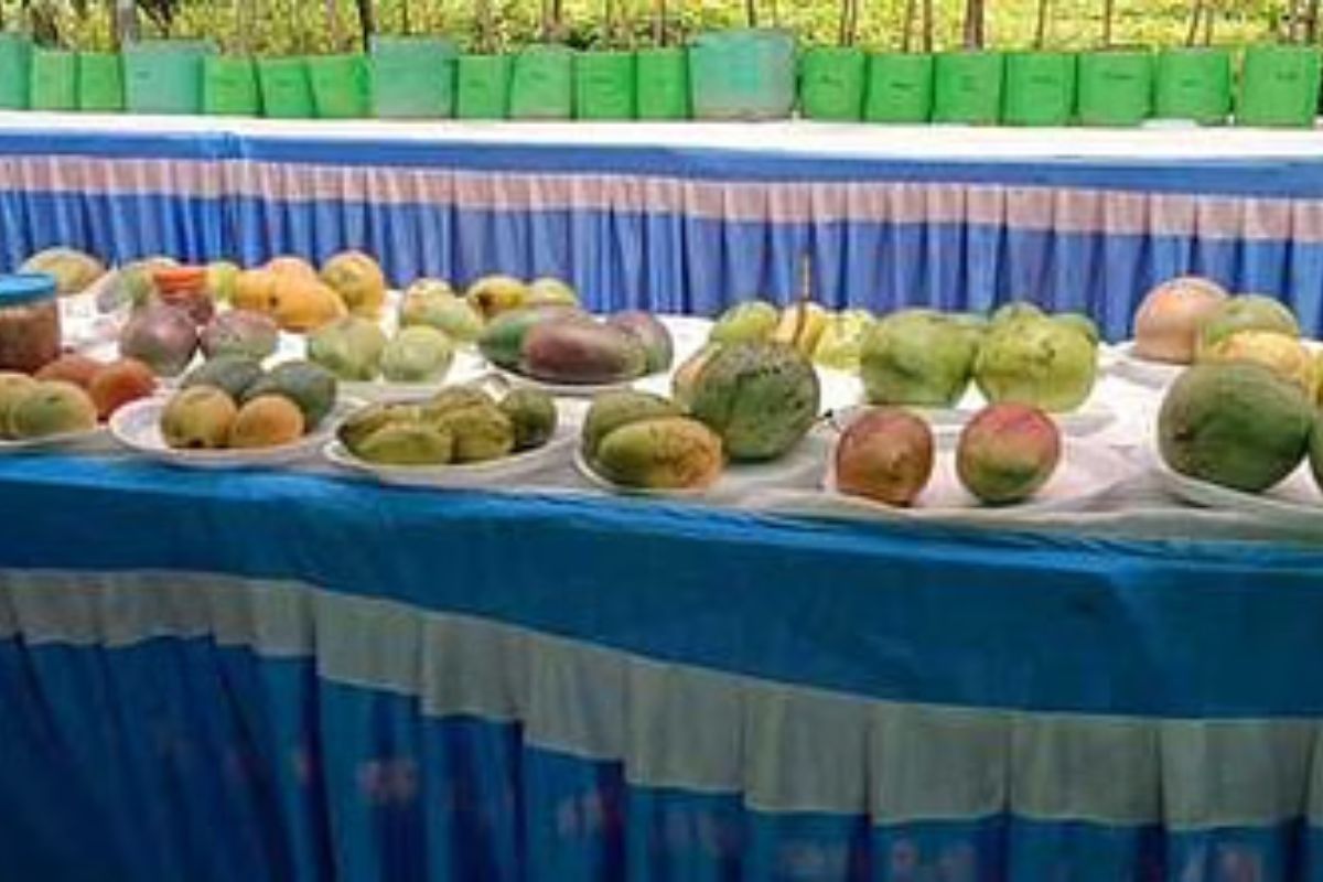 Mango Festival