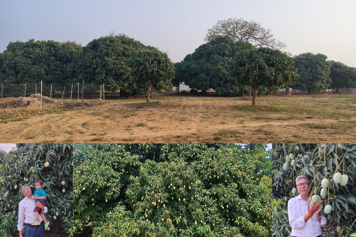 Mango cultivation in latehar