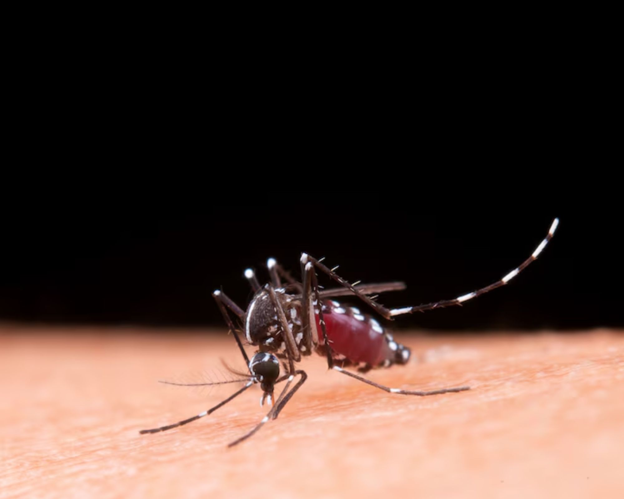 Homemade Mosquito Repellent