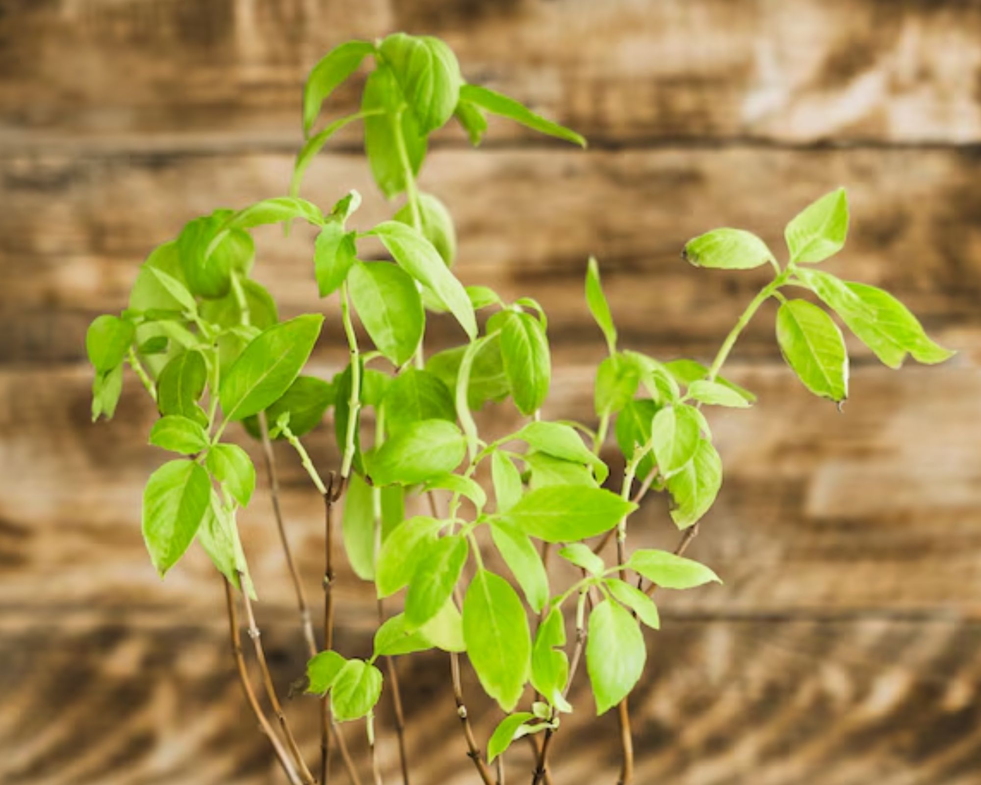 Vastu Plants For Money