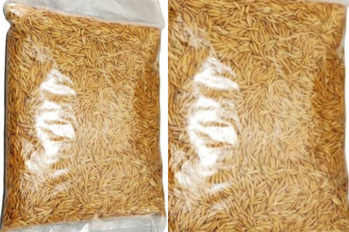 Paddy Seeds