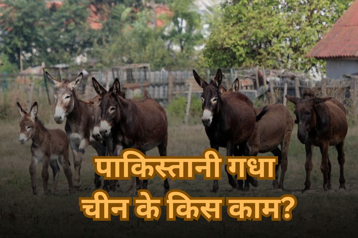Pakistan Donkey