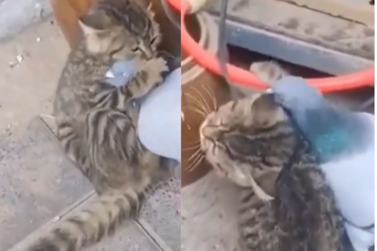 Viral Video: बिल्ली और कबूतर के बीच छिड़ी जंग, पटक-पटक कर एक-दूसरे को कूटते हुए वीडियो वायरल