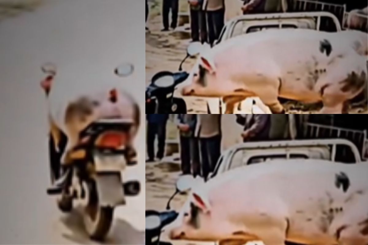 Viral Video pig ride scooty
