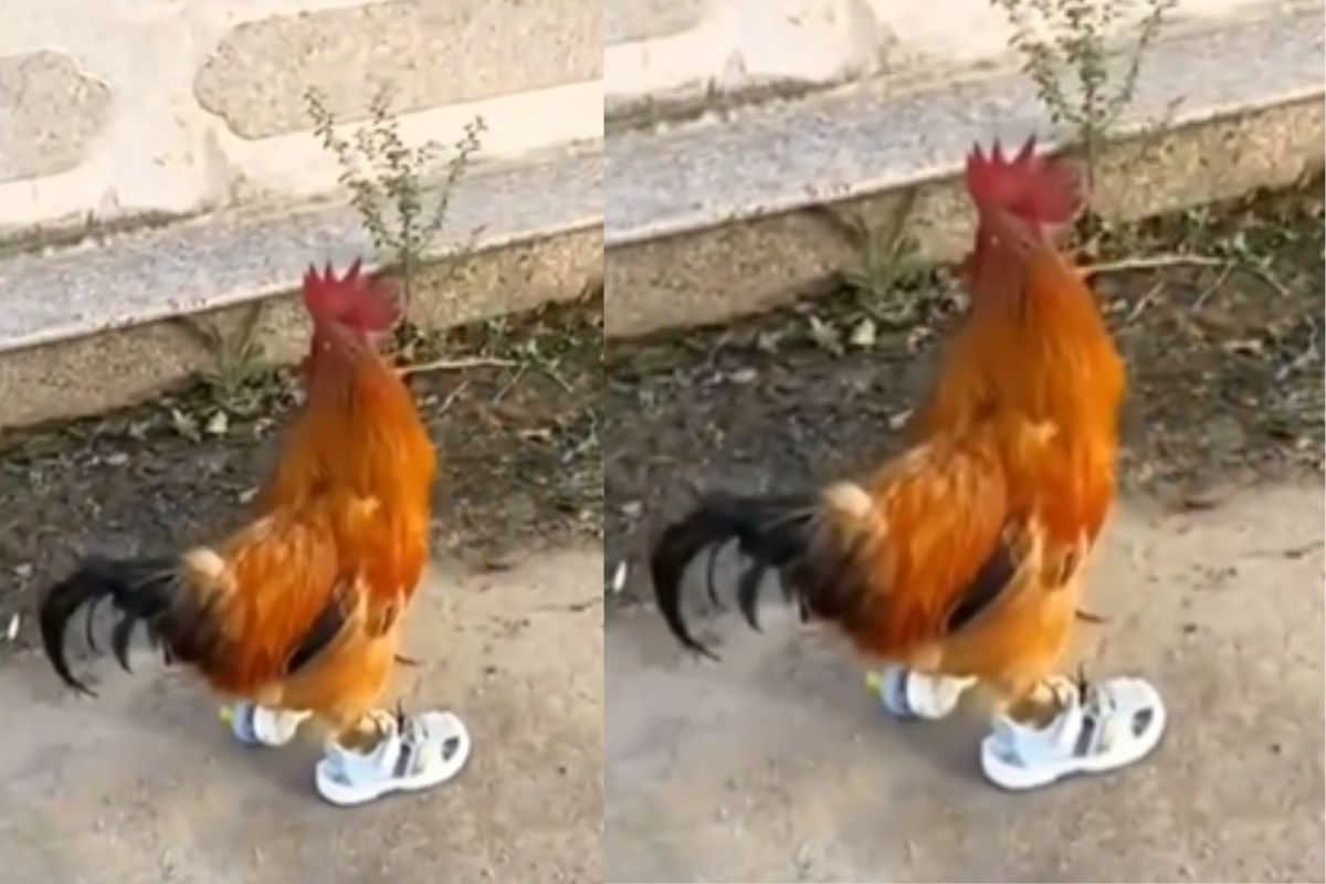 Viral Video hen wear shoes and run