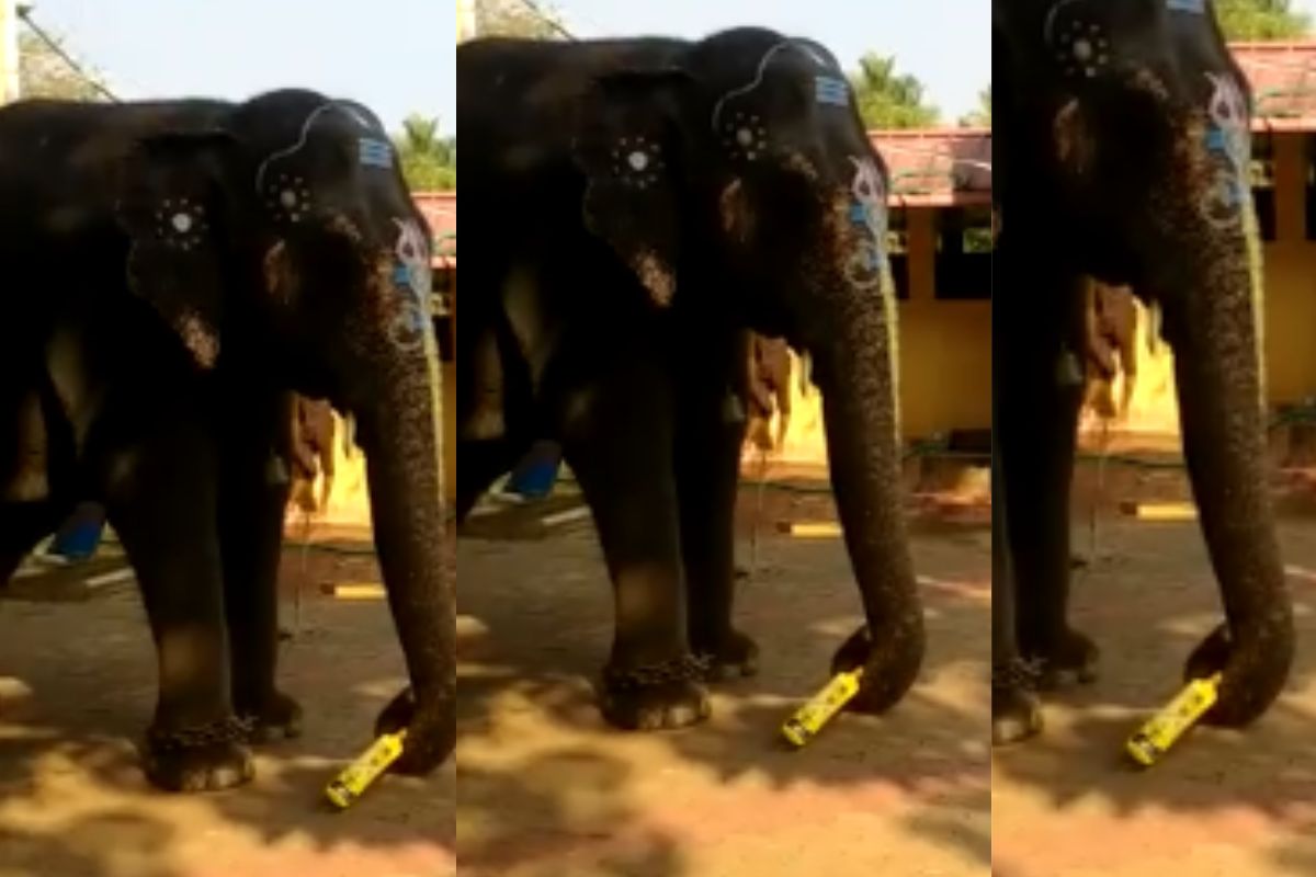 Viral Video elephant play cricket with man