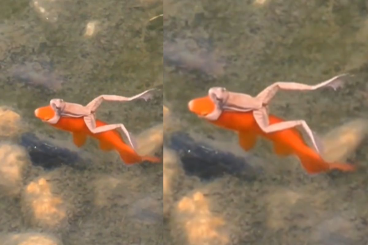 Viral Video goldfish give ride to frog