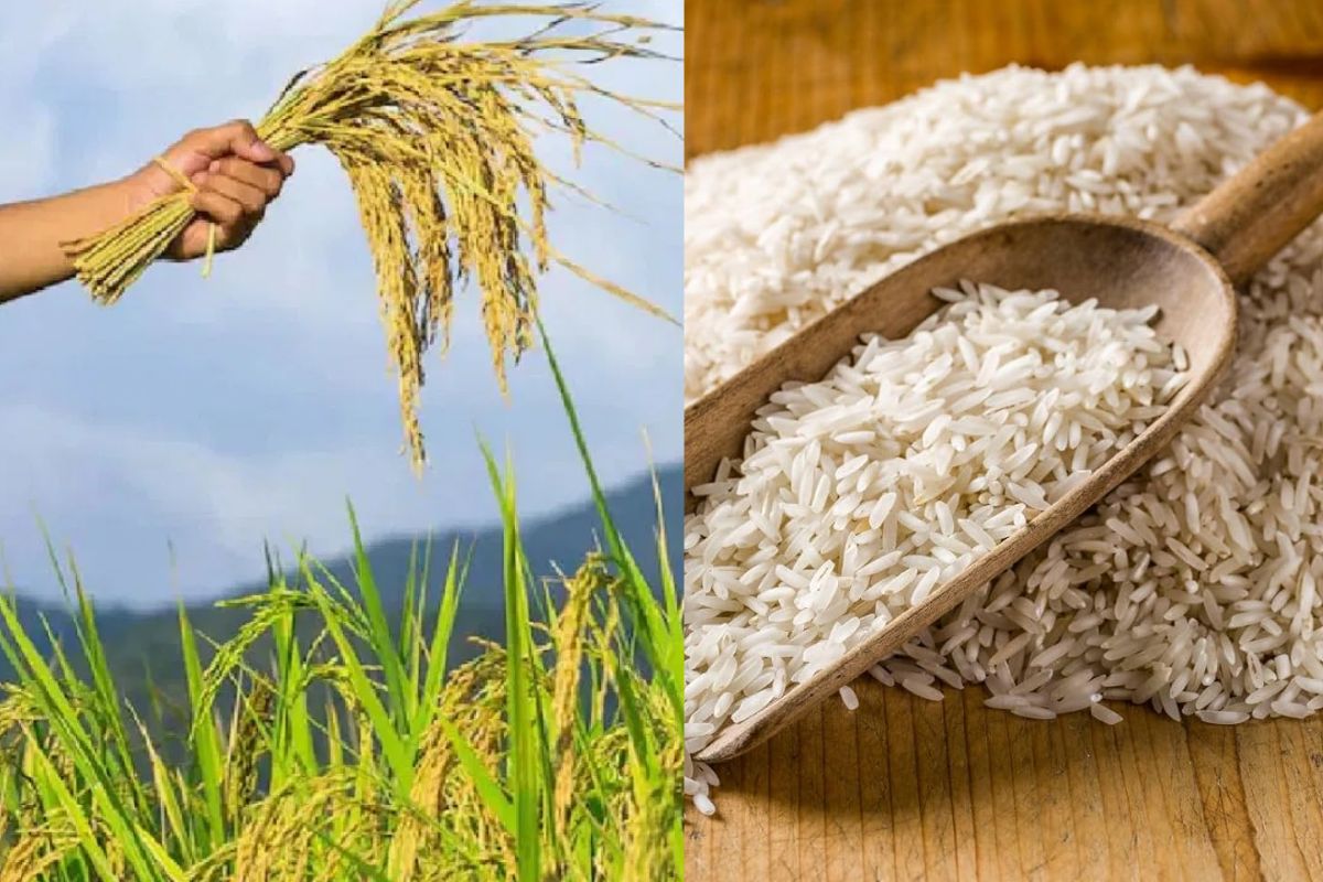 Bihar News katarni rice of Bihar is becoming famous abroad too, it is best for kheer, specialty