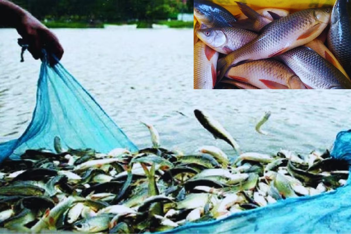 In this district, fishes are on 'maternity leave'