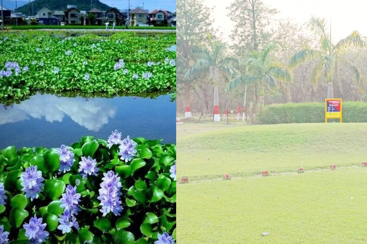 Bihar News parks and ponds improve in Bhagalpur