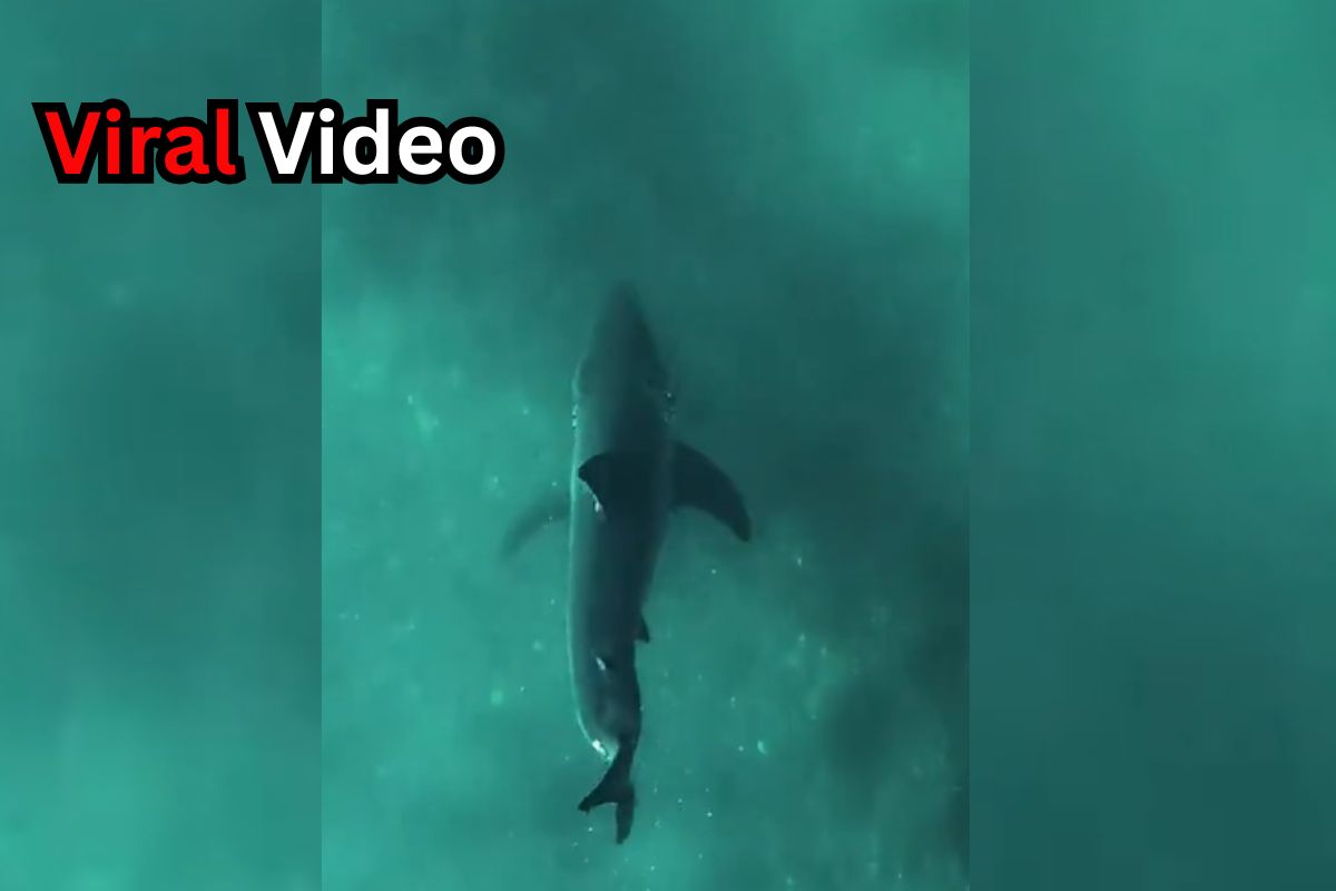 Viral Video