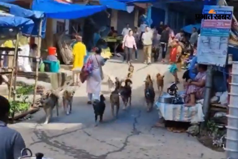 Viral Video: गली पर ‘डॉग गैंग’ का कब्जा, फ्लैग मार्च पर निकले तो देखकर दंग रह गए लोग