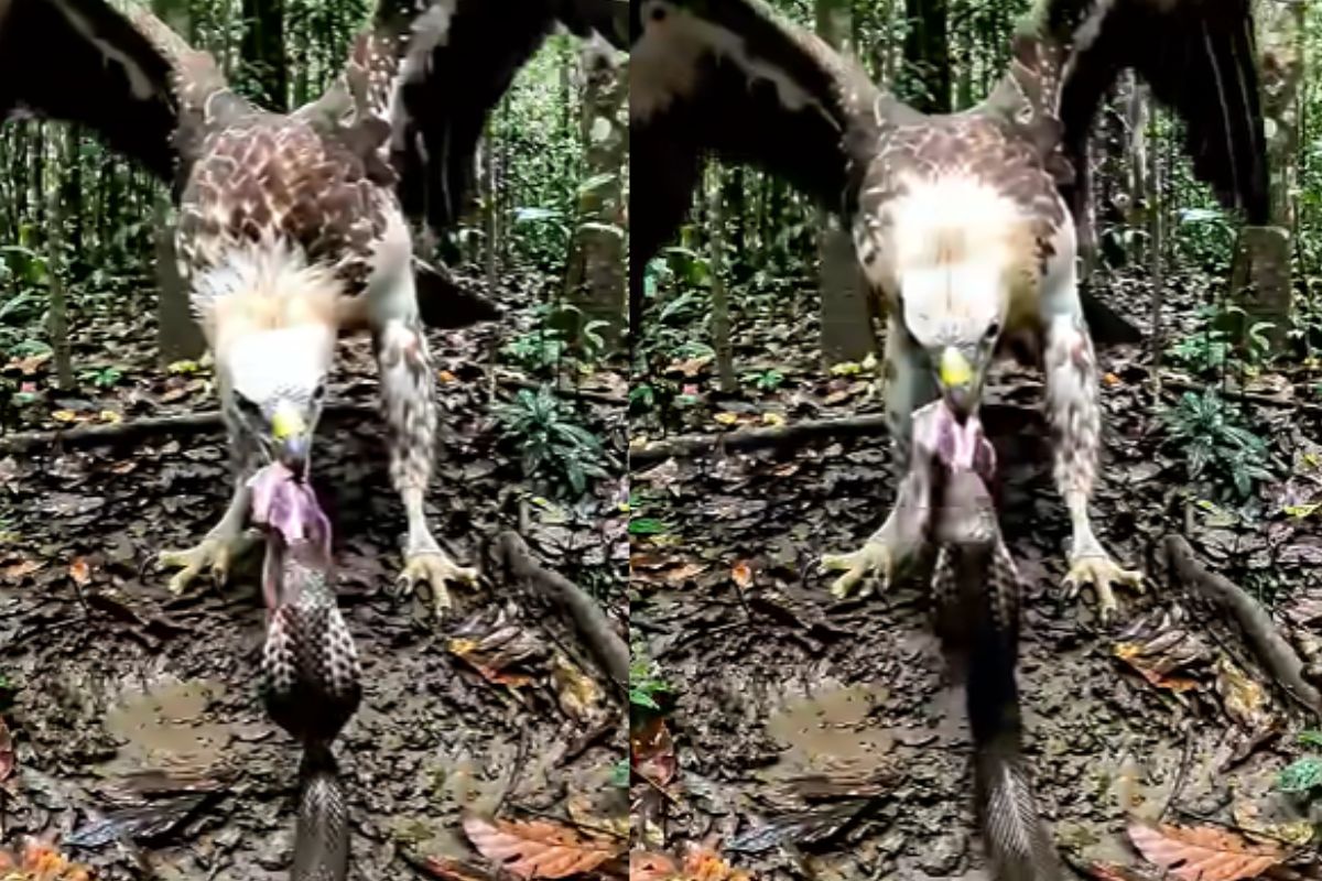 battle between eagle and cobra