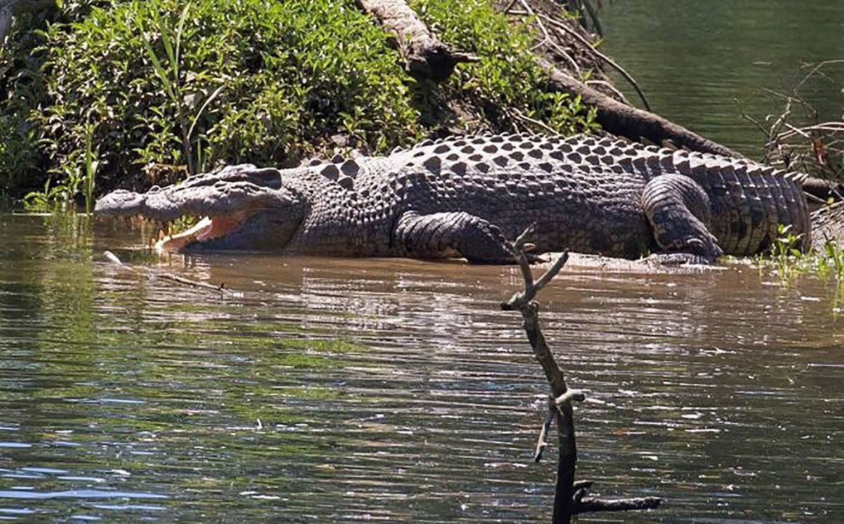 crocodiles