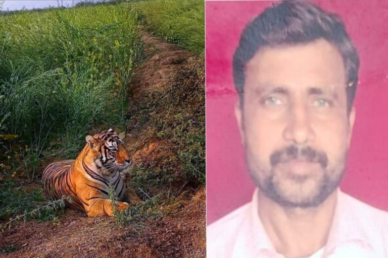 बेटे की मौत से टूटा पिता: बाघ ने छीना जीवन का सहारा, बोले “बुढ़ापे में कौन थामेगा मेरा हाथ?”