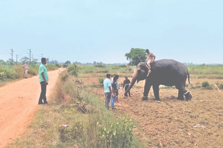 झारखंड में डिवाइस ट्रायल के दौरान हाथी बेकाबू, तीन घंटे तक मचा हड़कंप, आरई कॉलोनी में अफरा-तफरी