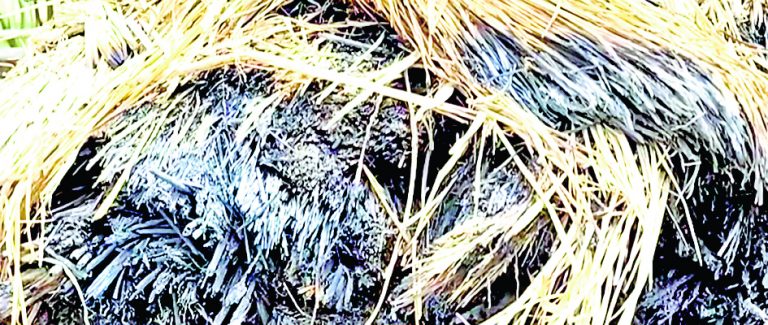 बीरभूम में तृणमूल के दो गुटों में हिंसक झड़प, 10 लोग घायल, 18 हिरासत में