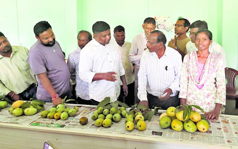 Chaibasa News : आम की बागवानी कर आत्मनिर्भर बनें किसान : जगत