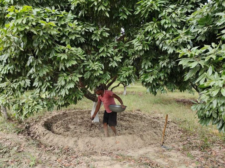 Samastipur : बागों की कटाई-छंटाई व पोषक तत्व का करें प्रबंधन करना : डा धीरू