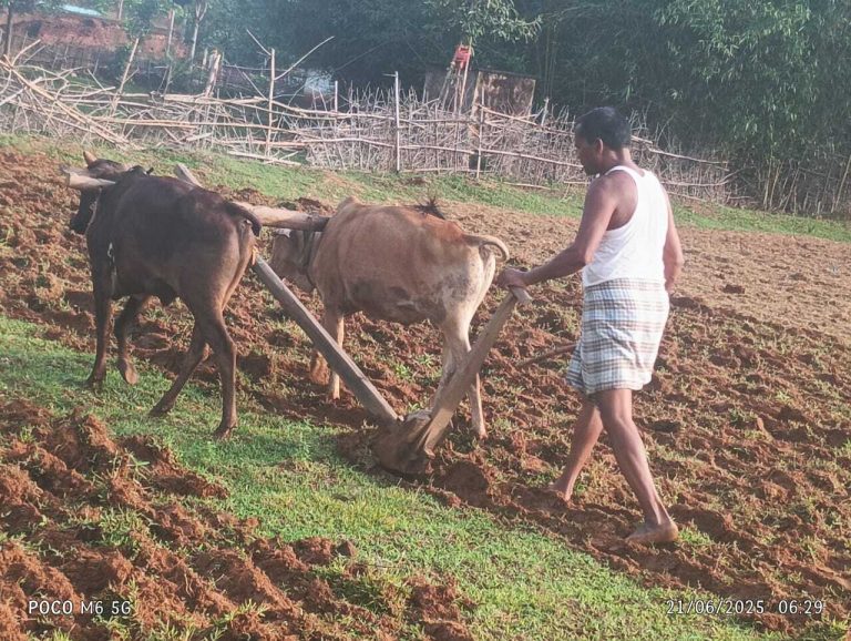 बारिश के बाद अब खेत तैयार करने में जुटे हैं किसान