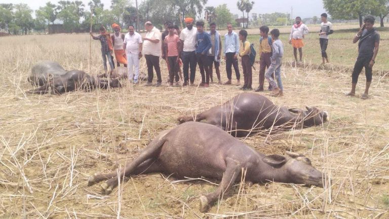 11 हजार वोल्ट के तार की चपेट में आने से पांच भैंसों की मौत