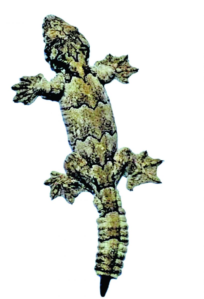 an image