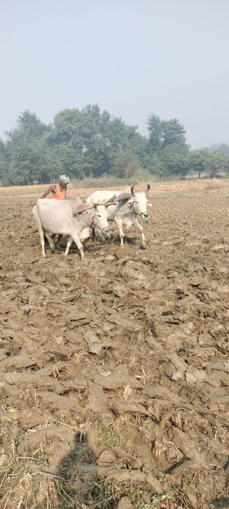 Darbhanga News: जिन खेतों को पानी से लबालब भरा रहना चाहिए उनमें उड़ रही धूल
