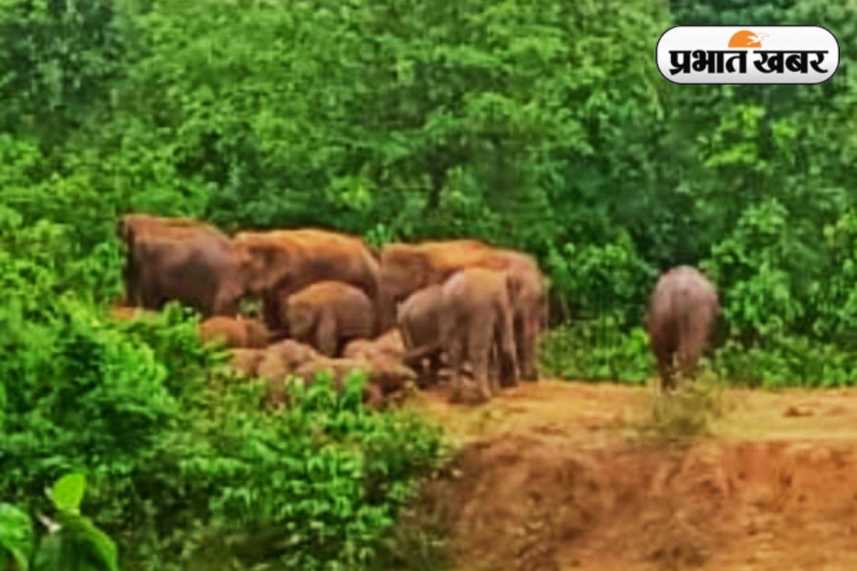 hazaribagh news wild elephants