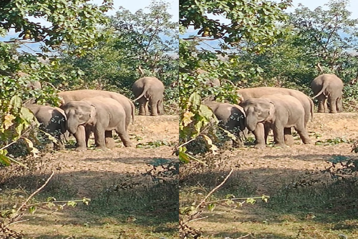herd of elephants creating havoc